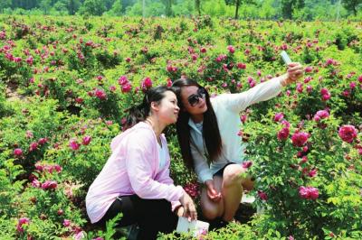 游客在玫瑰花丛中留影