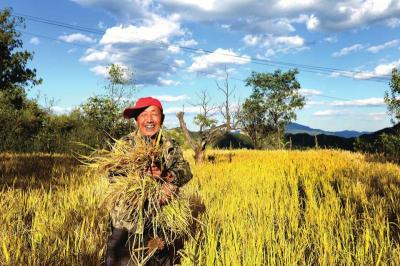　　作为首个高山稻的实验项目，今年喜获丰收。农业技师手捧水稻抑制不住内心的喜悦