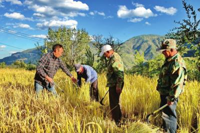 工程技术人员示范割稻要领