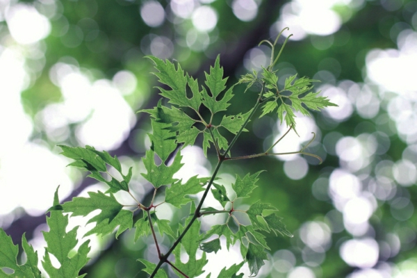 百花山葡萄(国家一级保护植物)